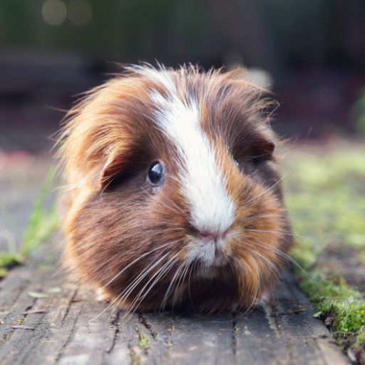 Guinea Pig Sounds Header - AppWisp.com