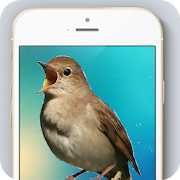 Ringtones of the birds for phone
