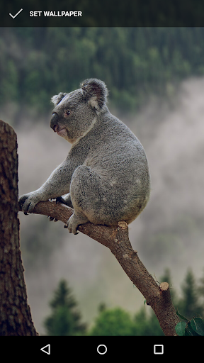 Cuddly Koala Wallpaper Screen 2