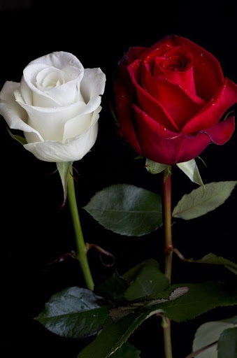 Download Roses Live Wallpapers For My Love, Flowers HD 4k Free for Android  - Roses Live Wallpapers For My Love, Flowers HD 4k APK Download -  