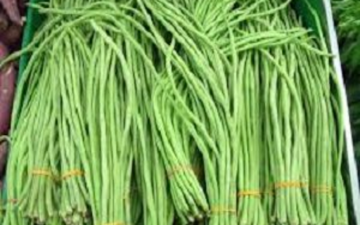Budidaya Kacang Panjang