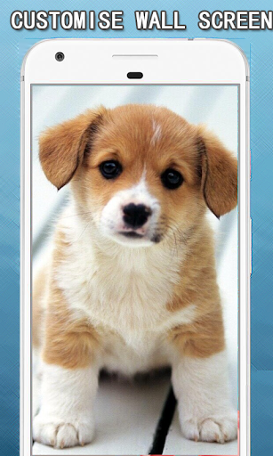 Cute Puppy Dog Wallpapers Hd Screen 3