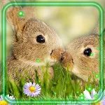 Cover Image of Tải xuống Cute Bunnies Live Wallpaper  APK