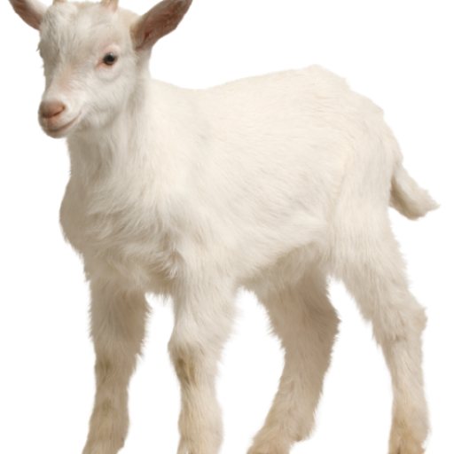 Goat Farming Guide Download on Windows