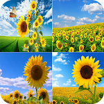 Cover Image of Descargar 1000+Sunflower Wallpaper 1.01 APK