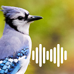 Cover Image of Download Birds hunting calls  APK