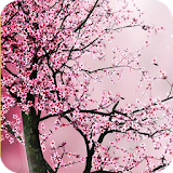 Sakura HD Live Wallpaper icon