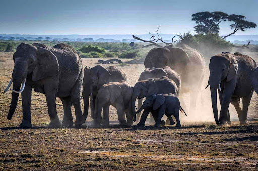 Elephant animal info Screen 2