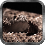 Rattlesnake Live Wallpaper icon