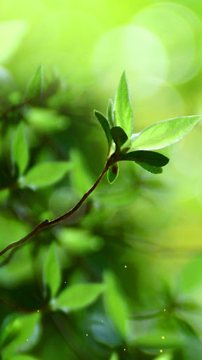 Spring Buds Live Wallpaper Screen 3