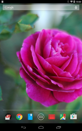 バラの壁紙　薔薇 Screen 3