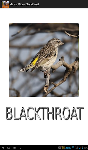Android application Master Kicau Blackthroat screenshort