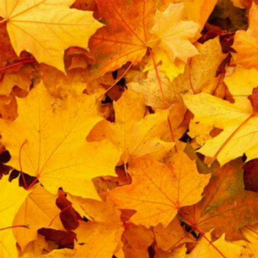 Autumn Wallpapers logo