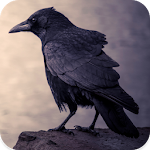 Cover Image of ダウンロード Crow Sounds 1.6 APK