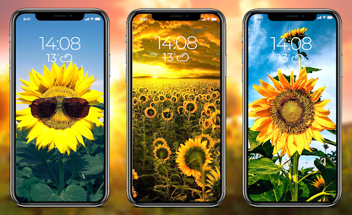 Android application Sunflower Wallpapers screenshort