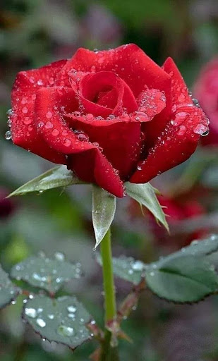 Flower Video Wallpapers