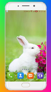 Rabbit Wallpaper HD