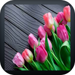 Cover Image of डाउनलोड Tulip  APK