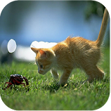 Funny Cats Live Wallpapers icon