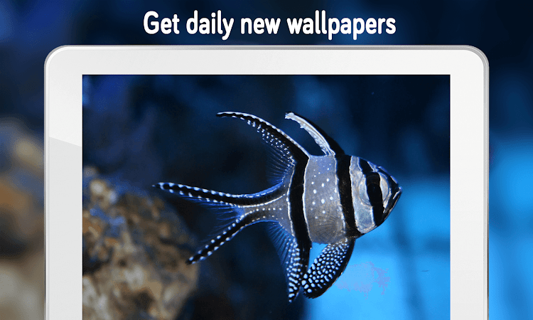 Fish Wallpaper (4k) by 4k Wallpapers - (Android Apps) — AppAgg
