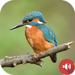 Cover Image of Télécharger Kingfisher Sounds  APK