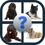 Dogs Quiz: Guess Breeds Photos icon