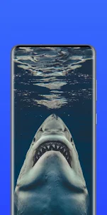 Shark HD Wallpaper