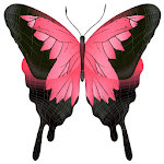 Cover Image of Download Butterflies Stickers for Whats  APK