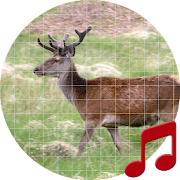 Deer (Animal) call sounds ~ Sboard.pro