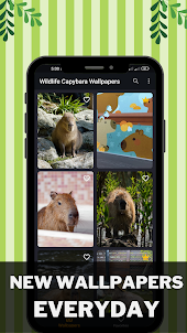 Wildlife Capybara Wallpapers