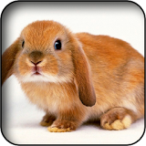 Cute Rabbits Wallpapers icon