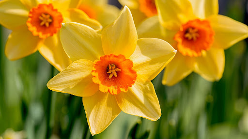 Daffodils Wallpaper HD Screen 2