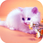 Cover Image of Unduh Cute Cat HD Wallpapers  APK