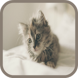 Kitten Sounds and Puzzles Free icon