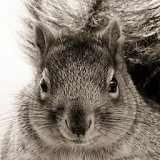 squirrel wallpapers icon