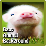 Cute Baby Animals Wallpapers icon