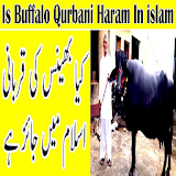 Kiya Bhains Ki Qurbani Karna Islam Main Jayez Ha icon