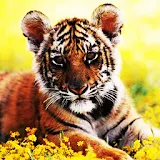 3D cute  tiger icon