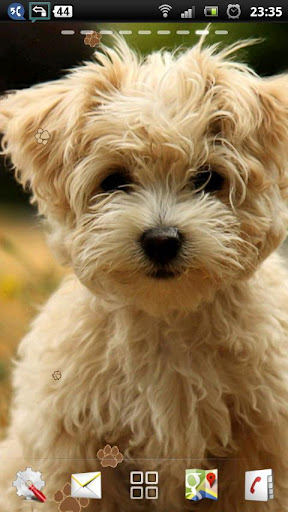 Android application maltese puppy wallpaper screenshort