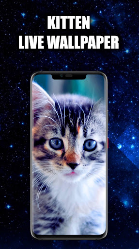 Android application Kitten Wallpaper Live HD/3D/4K screenshort