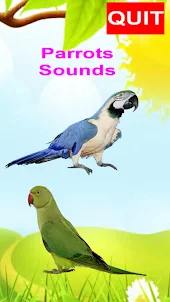 Parrots Tone Sound Real 3d Sim