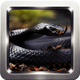 Black Mamba Snake Wallpapers icon