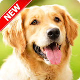 Golden Retriever Wallpaper icon