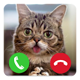 Talking Cat Calling Prank icon