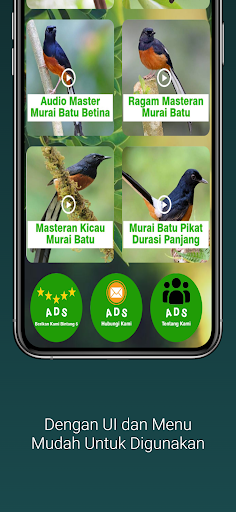 Masteran Murai Batu Gacor Screen 2