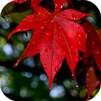 Осенние листья Обои (фоны, темы, картинки)
