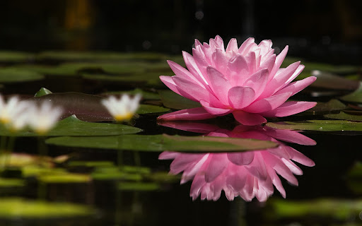 Android application Water Lily Wallpaper HD screenshort
