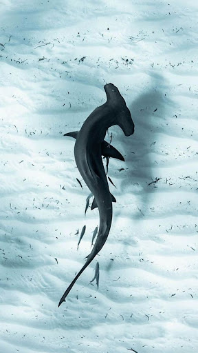 Android application Shark Wallpapers screenshort