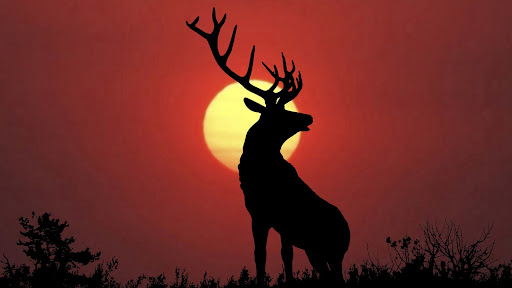 Android application Deer Wallpaper HD screenshort