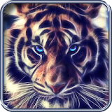 Tiger, live wallpaper icon